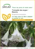 SAFLAX  - Trompette des anges / Blanche - 10 graines - Voir les images du produit 1