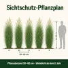 Stauden Gänge 3 x Panicum virgatum 'Northwind' im 1 Liter Produktbild-Vorschau 10