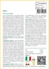 SAFLAX  - Olivo - 20 semi - Con substrato - Olea Anteprima dell’immagine prodotto 3