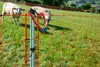 horizont easyLine Schafzaun 50 m  90 cm hoch  Elektrozaun Produktbild-Vorschau 7