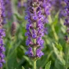 Bloomique - Lot de 6 - Salvia Ostfriesland - Sauge - Voir les images du produit 2
