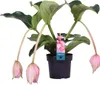 Medinilla magnefica - Kwiat klastrowy - Roślina doniczkowa Podgląd zdjęcia produktu 1