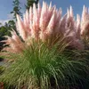 A close-up of pink pampas grass plumes with green foliage in the foreground. Produktbild-Vorschau