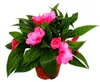 Edel-Lieschen - Impatiens Neu-Guinea - 12cm Topf - Set mit Produktbild-Vorschau 2