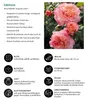 Dehner Rose Edelrose Augusta Luise®, Züchter Tantau, Produktbild-Vorschau 2