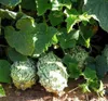 Kiwano (Cucumis metuliferus)  – 10 sztuk Podgląd zdjęcia produktu 3