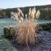Stauden Gänge 1 x Miscanthus sinensis 'Lady in Red' im 11 x Produktbild-Vorschau 8