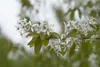 Amelanchier laevis, Kupfer-Felsenbirne, 100–125 cm, weiß Produktbild-Vorschau 2