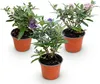 Green boutiQ - Gartenpflanze - Buddleja davidii Butterfly Produktbild-Vorschau 2
