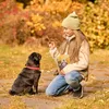 A girl is training a pug in an autumn park. Anteprima dell’immagine prodotto