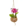 Kokodama Phalaenopsis (L) Náhled obrázku produktu 8
