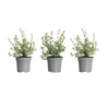 Three potted rosemary plants are arranged in a row against a white background. Produktbild-Vorschau