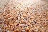 karton-billiger 25 kg Weizen Futterweizen Geflügelfutter Produktbild-Vorschau 3