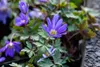 Anemone blanda 'Blue Shades', Balkan-Windröschen, blau, ca. Produktbild-Vorschau 14