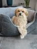 A small dog is resting in a dog bed. Produktbild-Vorschau