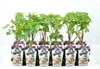 Schwarze Johannisbeere Ribes nigr. 'Titania' P9 30-35 cm Produktbild-Vorschau 2