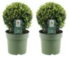 Plants by Frank | 2 Boules de houx du Japon |2 Ilex crenata Voir les images du produit 1