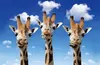 3 D Ansichtskarte Giraffen, Postkarte Wackelkarte Produktbild-Vorschau 3