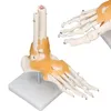 Anatomický model kostry v měřítku 1:1 v životní velikosti Náhled obrázku produktu 18