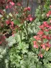 Heuchera x cultorum Paris - Purpurglöckchen Paris - Produktbild-Vorschau 2