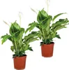 Bloomique - 2er Set - Spathiphyllum Torelli - Friedenslilie Produktbild-Vorschau 1