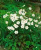 Anemone japonica 'Honorine Jobert', Herbst-Anemone, weiß, Produktbild-Vorschau 11