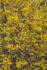 Forsythia intermedia 'Spectabilis', Forsythie, leuchtend Produktbild-Vorschau 2