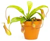 Gardners Nepenthes alata, průměr 12 cm Náhled obrázku produktu 1
