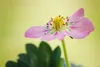 Erdbeere 'Rosana' - Fragaria x ananassa, Erdbeerpflanze im Produktbild-Vorschau 3