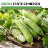 Schwammgurke Luffa Samen - Luffa cylindrica - Gurkesamen - Produktbild-Vorschau 5