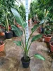 Strelitzia augusta (130–160 cm) – Biały storczyk Podgląd zdjęcia produktu 1