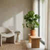 Monstera Deliciosa, Fensterblatt, Zimmerpflanze, 70-80 cm, Produktbild-Vorschau 4