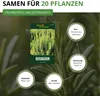 Rosmarin Mehrjährig Samen - Rosmarinus officinalis - Produktbild-Vorschau 3