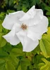 Rosa selvatica Rosa Rugosa alba profumata rosa mela bianca Anteprima dell’immagine prodotto 1