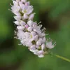 Persicaria bistorta 'Superba' | 6 Stück - 10-25cm - Ø9cm - Produktbild-Vorschau 6
