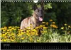 Holländischer Schäferhund (Wandkalender 2026 DIN A4 quer), Produktbild-Vorschau 9