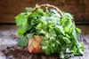 SAFLAX - Bio - Kolendra - 150 Nasiona - Coriandrum sativum Podgląd zdjęcia produktu 4