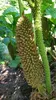 Gunnera manicata / Rhubarbe géante du Brésil Voir les images du produit 2