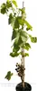 Vitis vinifera Rebe Bellarosso Weintraube Tafeltraube Produktbild-Vorschau 3