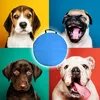 Agility Set für Hunde: 300cm Hundetunnel, 3 Slalom-Stangen, Produktbild-Vorschau 7