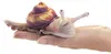 Folkmanis 8003 Fingerpuppe Schnecke Produktbild-Vorschau 4