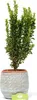 Euonymus japonica. 'Jean Hugues' Kardinál japonský, 2 l Náhľad obrázku produktu 3