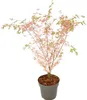 Érable du Japon - Acer Palmatum 'Taylor' - Hauteur 35-55cm Voir les images du produit 1