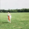ChuckIt! AIR BUMPER, fetch traforato per cani che galleggia Anteprima dell’immagine prodotto 11