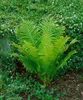 Matteuccia struthiopteris, Straußenfarn, 30–40 cm Produktbild-Vorschau 14