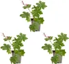 Bloomique - Lot de 3 - Géranium macrorrhizum ‘Spessart’ - Voir les images du produit 1
