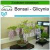 SAFLAX - Bonsai - Glicynia - 4 Nasiona - Z podłożem Podgląd zdjęcia produktu 5