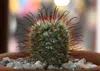 SAFLAX - Kakteen - Mammilaria Mischung - 40 Samen - Produktbild-Vorschau 6