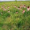 6 x Echinacée pallidée - Echinacea pallida | Pot 9cm x 9cm Voir les images du produit 2