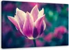 Leinwandbild offene tulpe 120x80 cm Feeby lila wandbild Produktbild-Vorschau 1